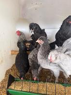 Sierlegkippen, Dieren en Toebehoren, Kip