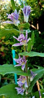Tuin orchidee, Huis en Inrichting, Kamerplanten, Ophalen