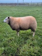 Texel schapen bokken te koop, Dieren en Toebehoren, Schapen, Geiten en Varkens