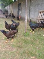 Barnevelder Blue per 1 haan en 3 kippen 100€, Dieren en Toebehoren, Pluimvee