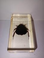 insect in epoxy hars 12, Verzamelen, Dierenverzamelingen, Ophalen of Verzenden, Zo goed als nieuw, Insect, Opgezet dier