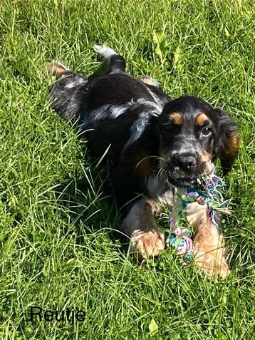 Engelse cocker spaniel pups