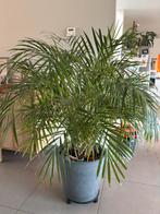 Grote palm, Huis en Inrichting, Ophalen, Palm