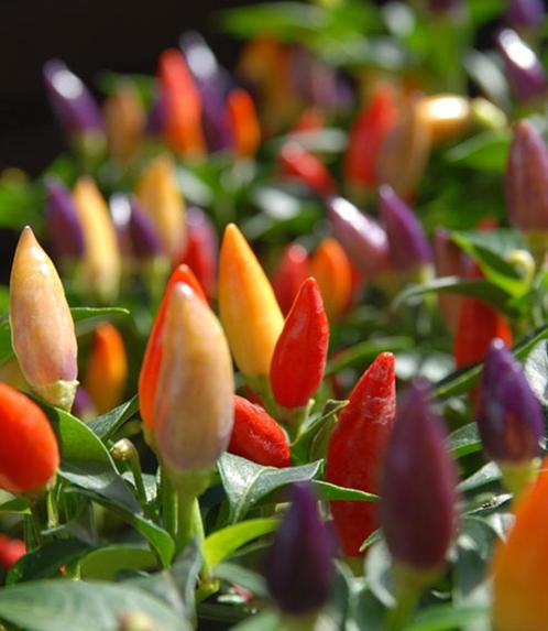 Peperzaden NUMEX TWILIGHT (20 stuks), Tuin en Terras, Bloembollen en Zaden, Zaad, Voorjaar, Volle zon, Verzenden