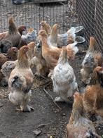 Brahma, Dieren en Toebehoren, Pluimvee