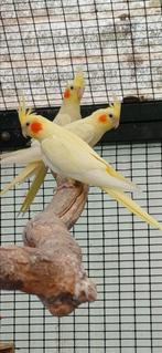 Valkparkieten, Dieren en Toebehoren, Vogels | Kanaries