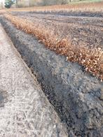 Haagplanten, Ophalen