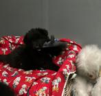 Groendaler pups, Dieren en Toebehoren, Honden | Herdershonden en Veedrijvers, België, 8 tot 15 weken, CDV (hondenziekte), Meerdere