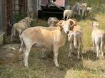 Wilthire horn ram ruilen, Dieren en Toebehoren, Schapen, Geiten en Varkens, Mannelijk, Schaap, 3 tot 5 jaar
