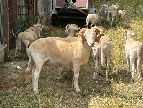 Wilthire horn ram ruilen, Dieren en Toebehoren, Schapen, Geiten en Varkens, Schaap, Mannelijk, 3 tot 5 jaar