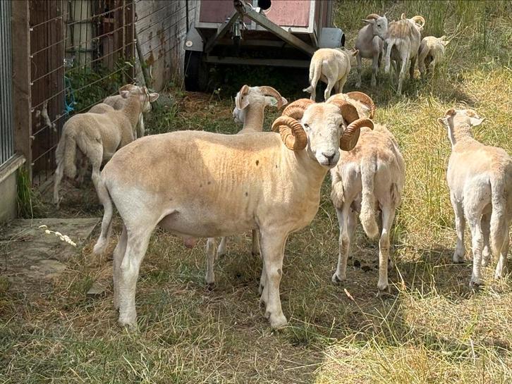 Wilthire horn ram ruilen, Dieren en Toebehoren, Schapen, Geiten en Varkens, Schaap, Mannelijk, 3 tot 5 jaar