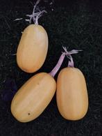 Spaghetti pompoenen, Ophalen