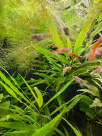 Endler guppy’s jonge dieren 30 st voor 15€, Dieren en Toebehoren