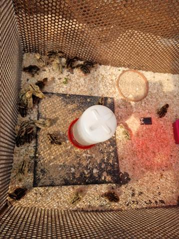 23  japanse kwartels  vleeskwartels, Dieren en Toebehoren, Ophalen, Zo goed als nieuw