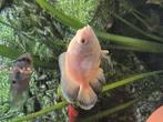 Witte pauwoogcichlide ongeveer 15cm, Vis, Zoetwatervis