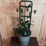Grote mooie meerjarige klimplant kamerplant Hoya Carnosa, Huis en Inrichting, Kamerplanten, Bloeiende kamerplant, Ophalen of Verzenden