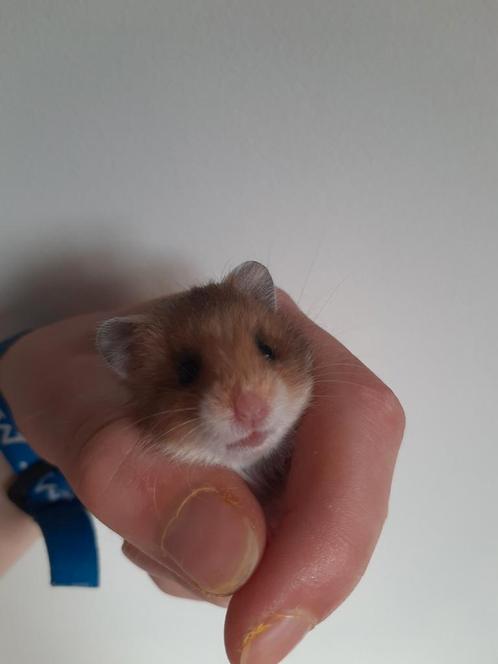Nestje baby Syrische/goudhamsters, Dieren en Toebehoren, Knaagdieren, Meerdere dieren, Hamster, Tam