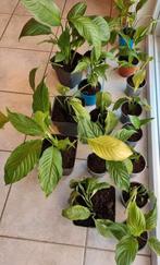 Scheuten van de lepelplant / spathiphyllum - gratis/gift mag, Tuin en Terras, Planten | Tuinplanten, Ophalen