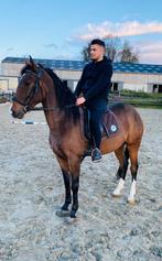 Très beau cheval Espagnol typé sport, Cheval de dressage, M, Vermifugé, 3 à 6 ans