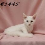 Prachtige witte Maine Coon kittens, Meerdere dieren, Gechipt, 0 tot 2 jaar