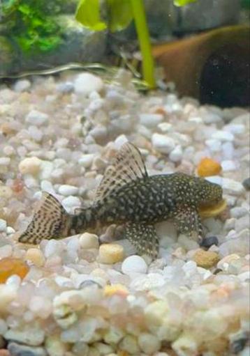 Pleco’s, ruitenkuisers, ancistrus beschikbaar voor biedingen