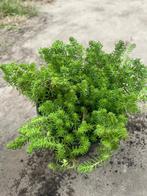 5 potjes Sedum reflexum plant, Tuin en Terras, Planten | Tuinplanten, Ophalen, Bodembedekkers, Vaste plant, Halfschaduw