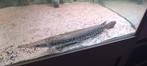 spotted gar +- 45 cm, Dieren en Toebehoren, Vissen | Aquariumvissen, Vis, Zoetwatervis