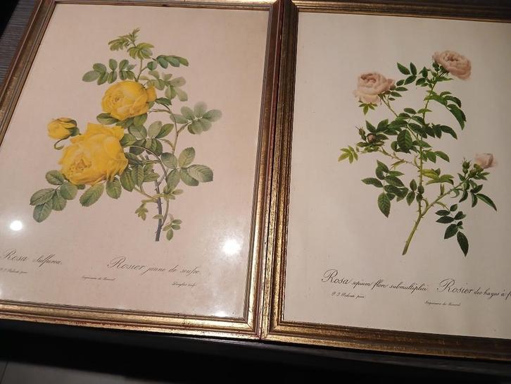 Mooi setje van 2 ingelijste rozenprints, Antiek en Kunst, Kunst | Etsen en Gravures, Ophalen of Verzenden
