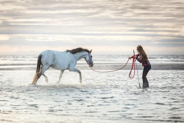 Lessen Natural horsemanship en liberty, Dieren en Toebehoren, Paarden en Pony's | Overige Paardenspullen, Nieuw, Recreatie, Ophalen of Verzenden