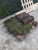 sedum matten, Tuin en Terras, Gras en Kunstgras, Ophalen, Nieuw, Minder dan 10 m², Gras