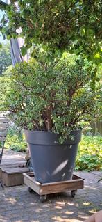 Crassula 43 jaar oud. 170cm hoogte, Ophalen