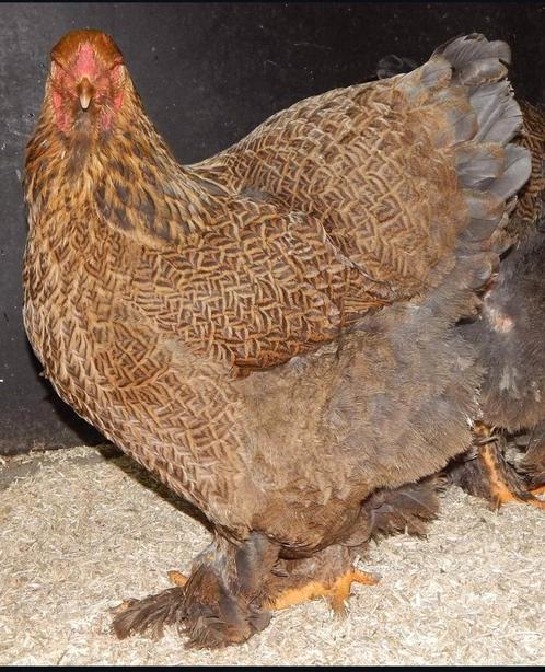 Trio Brahma's voor meerzomig blauwpatrijs tentoonstellinsfok, Dieren en Toebehoren, Pluimvee