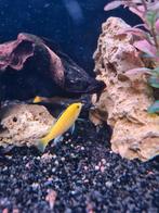 labidochromis caruleus, Poisson, Poisson d'eau douce, Banc de poissons