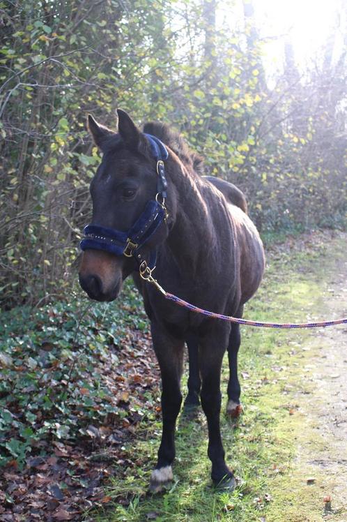 Pony te koop, Dieren en Toebehoren, Pony's