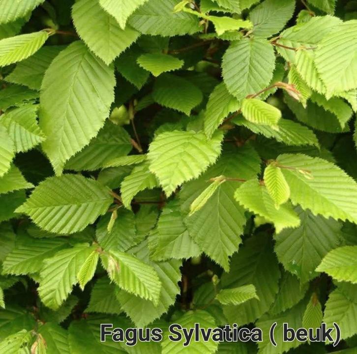 Haagplanten, Tuin en Terras, Planten | Struiken en Hagen, Taxus, Ophalen