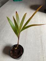 Hydrophorbe palm, Huis en Inrichting, Kamerplanten, Ophalen, Palm, Minder dan 100 cm, Volle zon