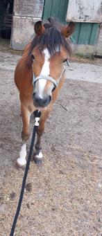 Leuke welsh ruin 3 jaar, Dieren en Toebehoren, Pony's, Ruin, 3 tot 6 jaar, Gechipt, B pony (1.17m tot 1.27m)
