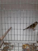 Baardsijzen te koop, Meerdere dieren, Tropenvogel, Geringd