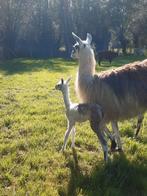 Lama hengst, Dieren en Toebehoren