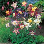 Aquilegia et Verbena, Enlèvement ou Envoi, Arbuste