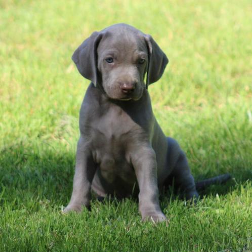 Weimaraner pups, Dieren en Toebehoren, Honden | Beagles, Bassets en Lopende honden, Meerdere dieren, Overige rassen, Fokker | Professioneel