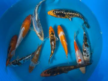 Japanse koi 15-20cm beschikbaar voor biedingen