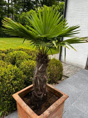 Palmboom in pot