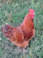 Prachtige haan Rhode Island Red, Dieren en Toebehoren, Pluimvee, Mannelijk, Kip