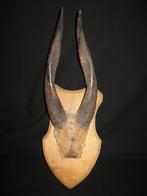 Taxidermie horens, Verzamelen, Dierenverzamelingen, Ophalen of Verzenden, Gebruikt, Overige soorten, Gewei of Kop