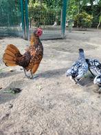 Sebright hennetjes