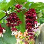 Leycesteria formosa, Ophalen, Overige soorten, Struik, 100 tot 250 cm