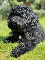 Chiots Spoodle, Spaniel x Poodle, éleveur belge, Animaux & Accessoires, Chiens | Retrievers, Épagneuls & Chiens d'eau, Plusieurs