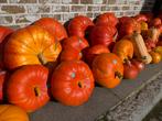 Verse pompoenen/butternut/selder te koop, Zakelijke goederen, Landbouw | Aardappelen, Groenten, Fruit en Vlees, Ophalen
