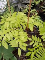 blauwe regen, Tuin en Terras, Planten | Tuinplanten, Ophalen